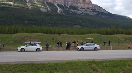 Tourists Watch Grizzly Bear Near Banff
