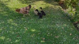 Mother hen takes ducklings under her wing after helping them hatch