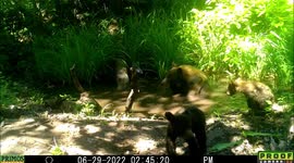 Momma black bear and cubs return once again enjoy pond in Idaho