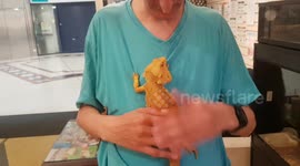 I hold a Gheko Lizard which and orange red colour and has a spikey back