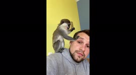 Cute monkey of breed vervetka plays with the owner's face