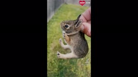 US man removes tiny rabbit from his garden before his dogs get to it