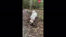 This Doodle from Denmark loves Playing In The Mud