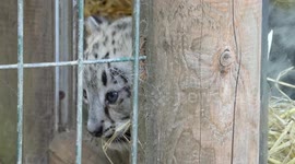 Watch this gorgeous blue eyed baby snow leopard getting a lick from mum.