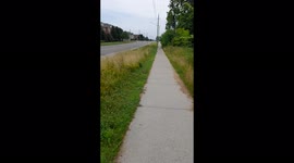 A short video of 3 bunnies crossing the sidewalk on a sunny day.