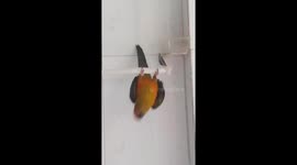 The parrot pulls up the bar like the professional athletes it sees on TV