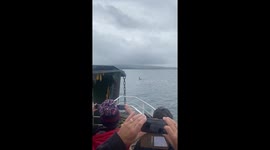 Killer whales John coe and Aquarius spotted on a Ferry crossing from Mallaig to Armadale