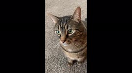 Captured beautiful eyes and the beauty of the cat just sitting peacefuly