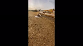 The foal is having fun taking a bath in hot weather!