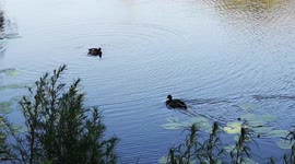 How do ducks live in the wild? Ducks are found in wetlands, marshes, ponds, rivers, lakes and oceans.