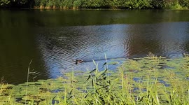 What are 3 facts about ducks? Ducks are also called 'waterfowl' because they are normally found in places where there is water like ponds, streams, and rivers.