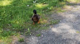 What are 5 interesting facts about ducks? Here are 10 facts that will help you get to know these feathered friends: