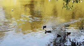 What do ducks drink? Ducks drink water, like all other species of birds.