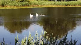 What does a wild duck eat? Wild ducks and geese feed on a variety of grains and grasses, aquatic plants, and invertebrates, all naturally found in the wild.