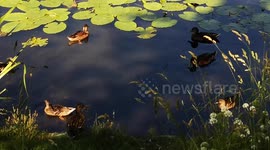 Where do wild ducks live? Habitat. Mallards prefer calm, shallow sanctuaries, but can be found in almost any body of freshwater across Asia, Europe, and North America.