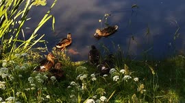 Why ducks are the best animal? Ducks are actually quite intelligent.