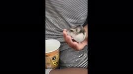 Bond between hamster and 11-year-old owner