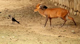 Deer standing still join by group of notorious crows uses its beak to pull out the bugs from its fur