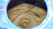 temp