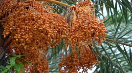 Jujube Trees In Nanning, Guangxi, China