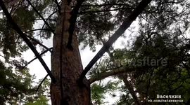 Rescuer rescues a large white cat from a pine tree