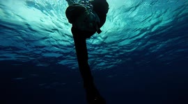 Another Sunday watching the exuberant marine wildlife on a beautiful Caribbean beach in Curacao.