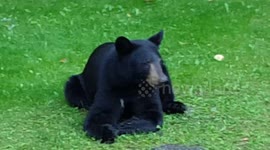 Mama Bear and her two cubs filmed in my friend's backyard