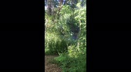 A calming and relaxing sound of water , running river in George town city