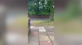 Animal lover spends more than two hours ushering 40 GEESE to safety after spotting them along busy street