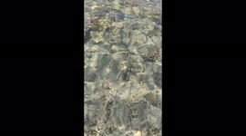 This crystal clear water sees beyond the seafloor.