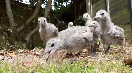 Animal lovers give helping hand to abandoned baby seaguls