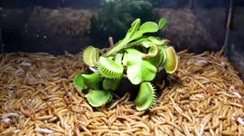 Creepy vs Crawly! YouTuber records case of 10,000 mealworms surrounding Venus Flytrap