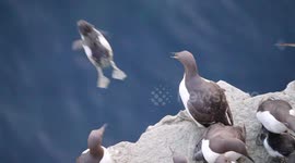 Leap of faith! Tiny guillemot chick jumps from 100m cliff on its first daring flight