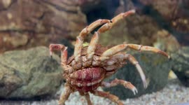 Sealife, Crab Walking, Tropical Fish and Sharks. 4K Quality.