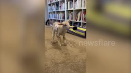 Newborn lamb makes incredible recovery after suffering two broken legs and fractured skull