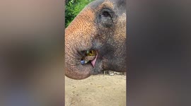 Hungry elephant grabs fruit basket from tourist's hand