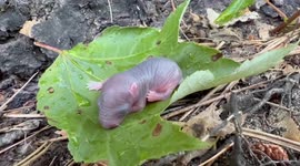 My Dog Found A Baby Grey Squirrel, We Tried To Reunite With Mama, No Luck
