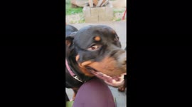 It's not very hard to tell who was guilty of digging in the yard !