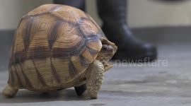 Three-legged tortoise rescued from smugglers now rolls around on deodorant-style prosthetic limb