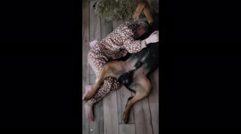 Our rottweiler Bruin showing just how mean and dangers the breed can be !