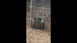 I like to move it move it! Dancing lemur delights Michigan zoo visitors