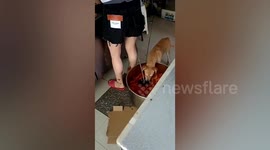 Stray dog caught eating marinated chickens in takeaway shop