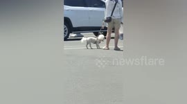 Dog lifts up feet off scorching pavement due to high temperatures in China