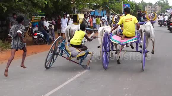 Fire Sparkles were emitted as bullock carts  competed with each other in a race in South India - Buy, Sell or Upload Video Content with Newsflare