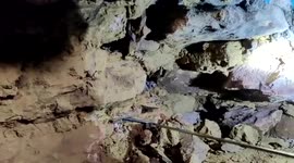 Dozen baby cobras rescued from house in central India