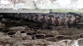 Python devours chicken in poultry farm in central India, rescued