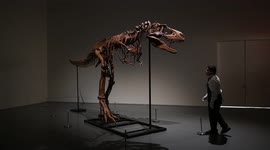NYC Sotheby's set to auction gorgeous Gorgosaurus skeleton