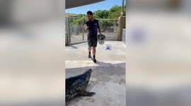 'Psychic' seal predicts who the next UK Prime Minister will be - Ben Wallace