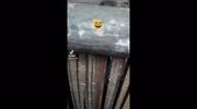 temp