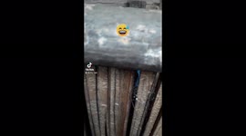 Kitty in the nest ofchicken, she's comfortable in that area.